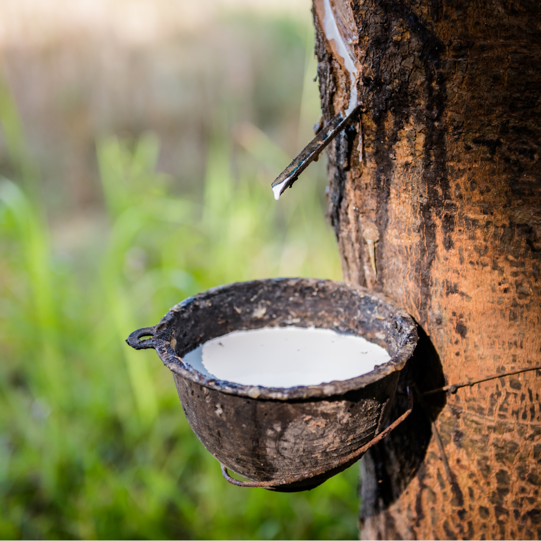 What Is Talalay Latex? The Natural Material Behind Haven's Best Sleep