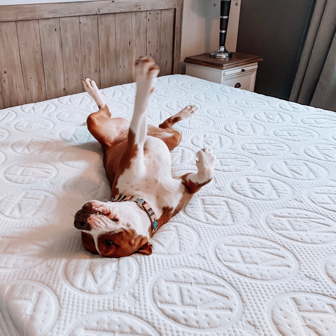 The Dogs of Haven: Why Our Mattresses Are Pup-Approved
