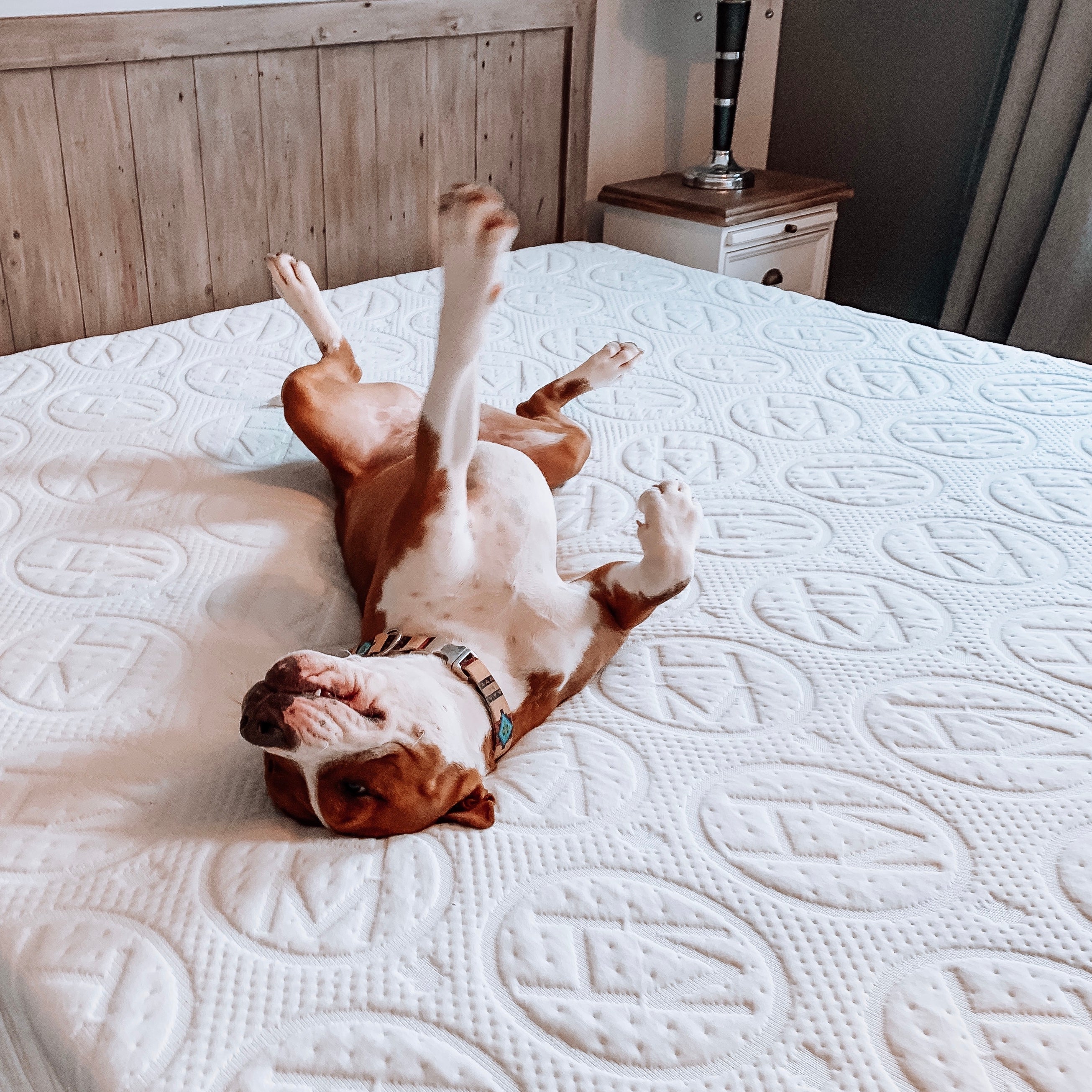 The Dogs of Haven: Why Our Mattresses Are Pup-Approved