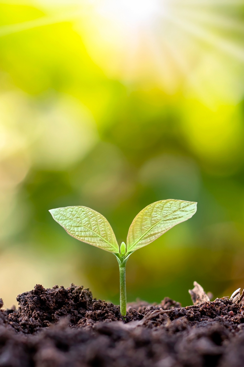 Seed sprouting from the ground showing Haven's sustainability efforts