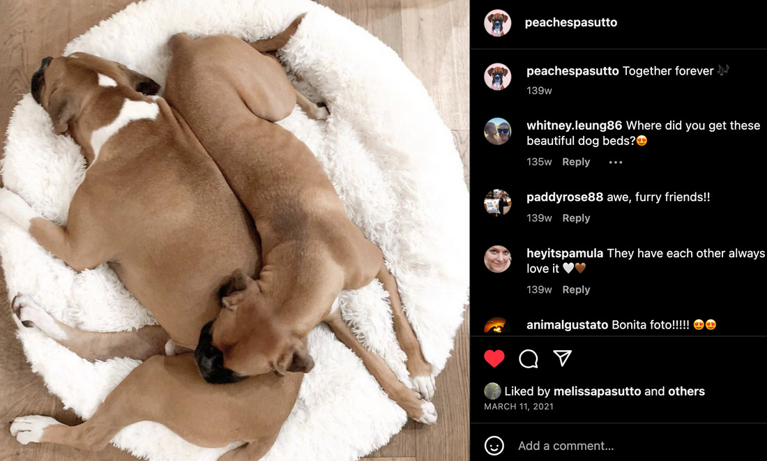 Haven Ceramo Pet Bed