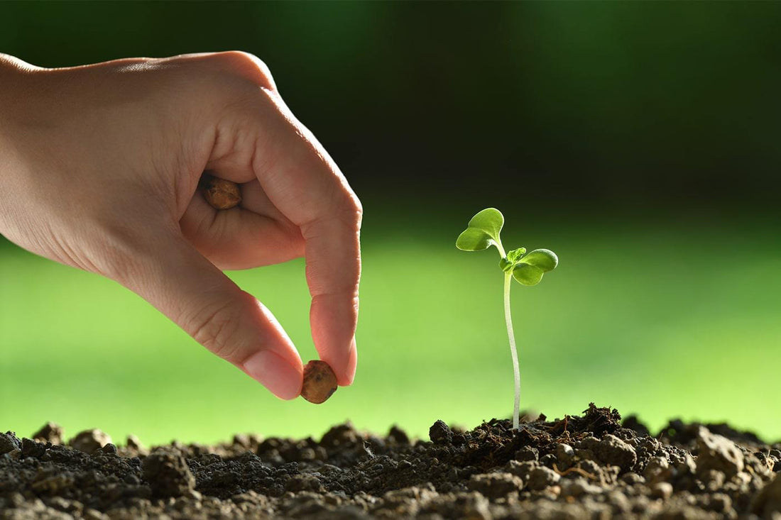 Eco-Friendly Sleeping: How Haven Mattresses Support a Green Lifestyle