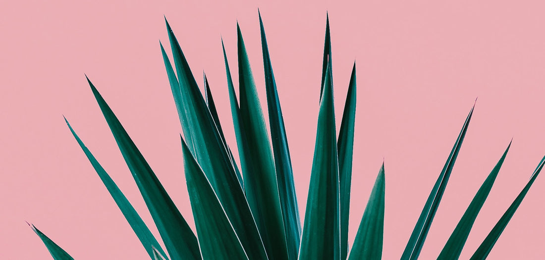 These Six Plants are Scientifically Proven to Help You Sleep