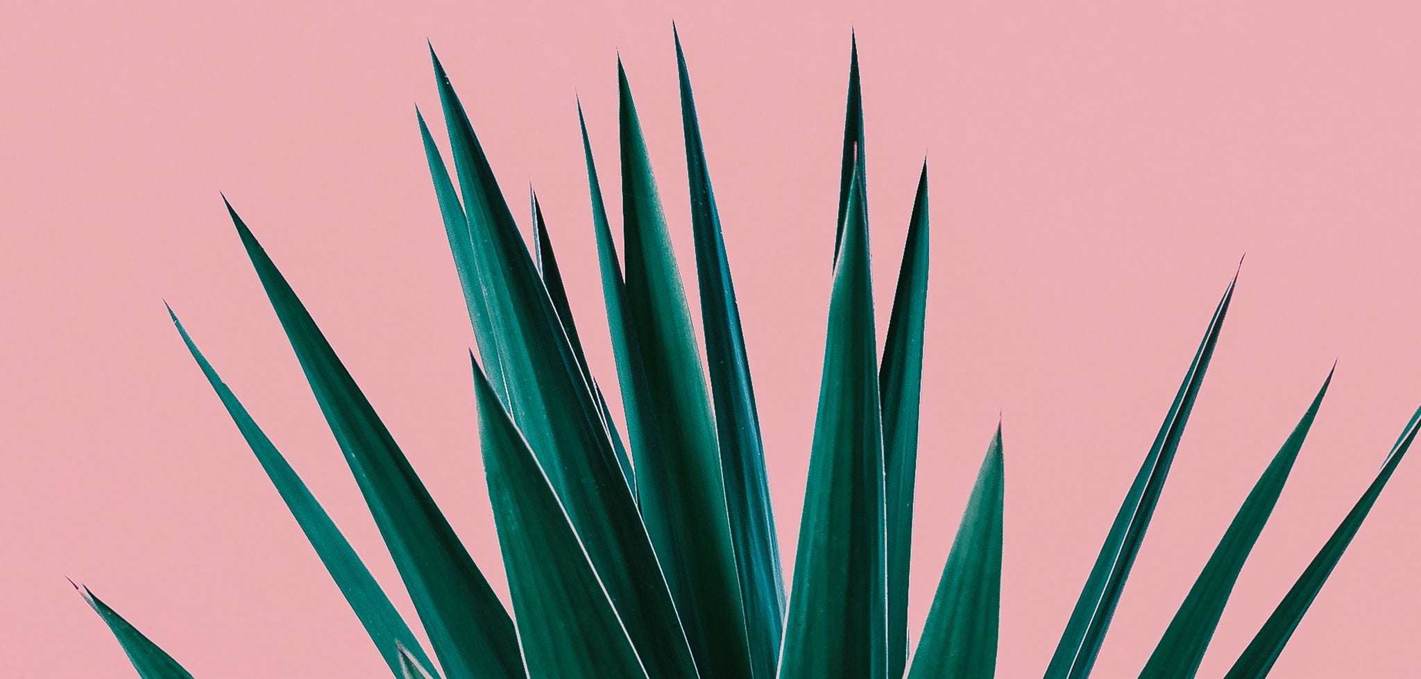 These Six Plants are Scientifically Proven to Help You Sleep