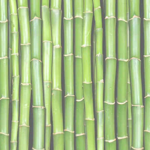 Bamboo